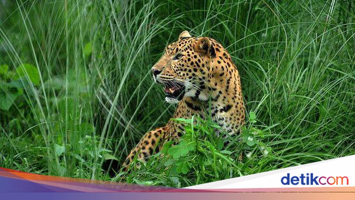 Macan Tutul: Ciri Fisik hingga Statusnya yang Terancam Punah