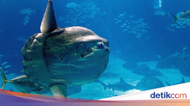 Mola mola, Ikan Paling Ajaib dari Indonesia