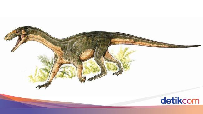 77 Gambar Jantung Hewan Karnivora Gratis Terbaik