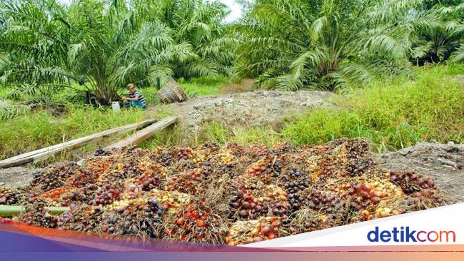 Ada Minyak  Goreng  Terbuat dari  Larva Kumbang Halal atau 