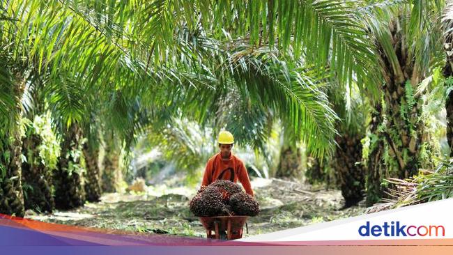 Mau Cari Tahu Pemilik Lahan Ratusan Ribu Ha Bagaimana Caranya