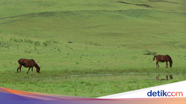 Akan Ada Festival Fulan Fehan Bekerjasama dengan Timor Leste Akan Ada Festival Fulan Fehan Bekerjasama dengan Timor Leste