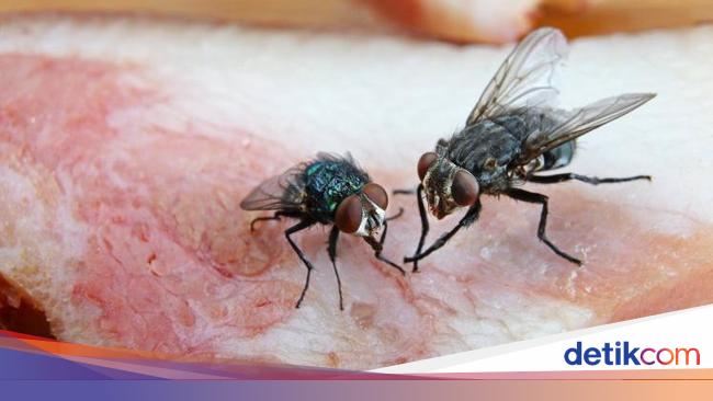 Tren Untuk Poster Jenis Nyamuk Dan Bahayanya Koleksi Poster Tren Untuk Poster Jenis Nyamuk Dan Bahayanya Koleksi Poster