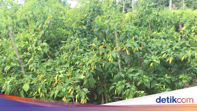Cara Menyemai Bibit Cabe Umur 35 Hari Siap Tanam Youtube