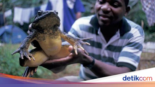 Katak Raksasa Dari Sulsel Di Antara Katak Katak Jumbo Di Dunia