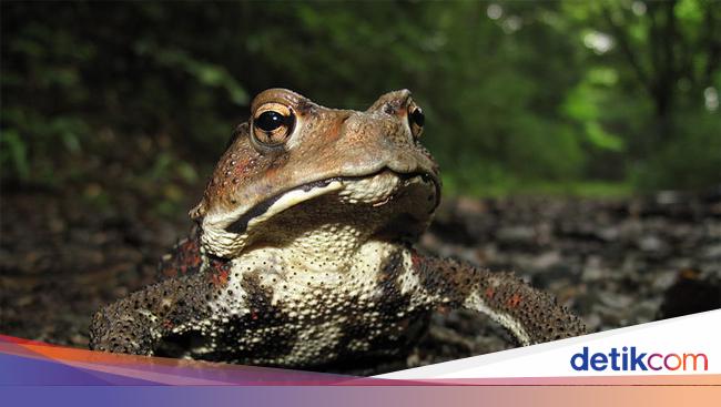 Perbedaan Katak Dan Kodok