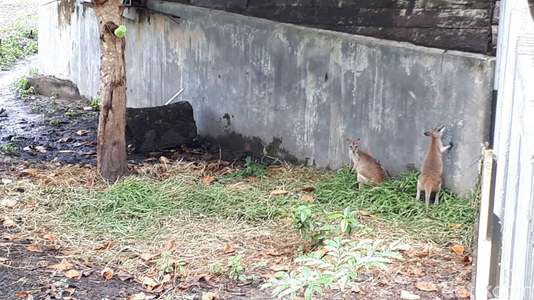 Jual Beli Kanguru Papua di Pasar Gelap Merauke