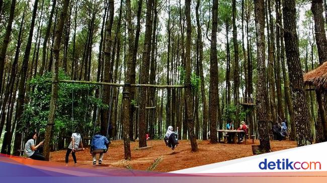 Foto Hutan Pinus Pengger Yang Instagramable Di Bantul 2912