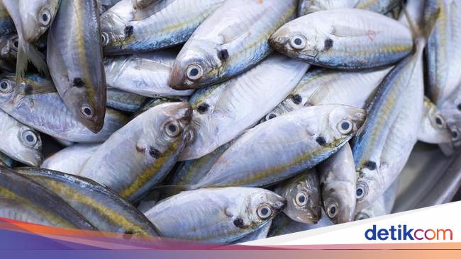 Ini Cara Olah Ikan Kembung Jadi Sajian Sedap Ini Cara Olah Ikan Kembung Jadi Sajian Sedap