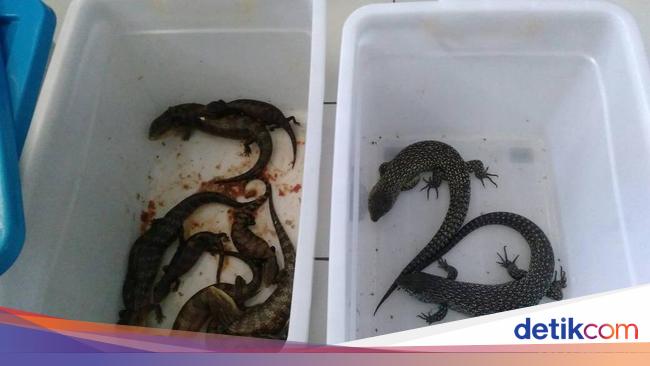  Reptil  yang Gagal Diselundupkan Termasuk  Ular dan Kadal  