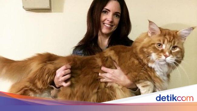 Panjangnya 120 Cm Omar Kemungkinan Kucing Terpanjang Di Dunia