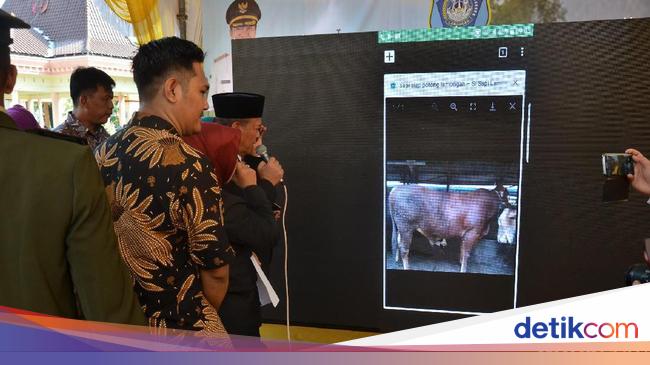  Jual  Beli  Sapi di Lamongan  Sekarang Bisa Online