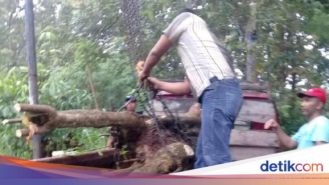 Polres Rembang Tangkap Pencuri Kayu Di Hutan Milik Negara