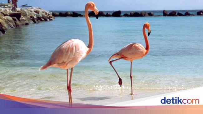 Saat Pesawat Tidak Bisa Terbang Karena Burung Flamingo