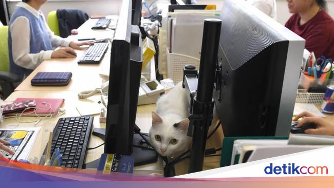 Kucing Kucing Lucu Penghilang Stres Di Kantor