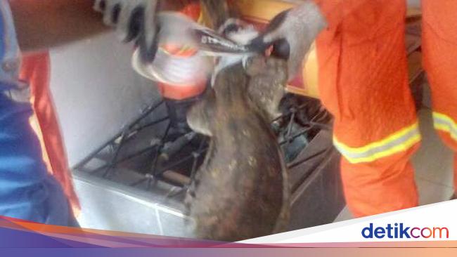 Heboh Biawak Masuk Rumah, Warga Minta Tolong Petugas Damkar