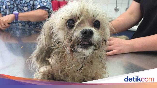  Anjing  Mati Kepanasan Wanita  Ini Tak Boleh Lagi Pelihara 