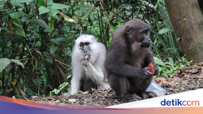 Bukan Mitos, Mudik ke Bone Bisa Ketemu Kera Putih yang 