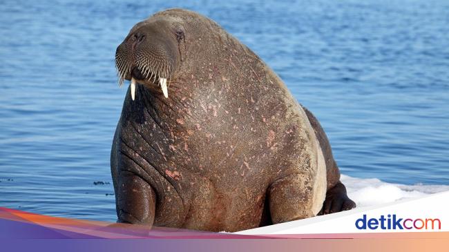 Gara Gara Makan Daging Walrus 10 Orang Terinfeksi Cacing Parasit