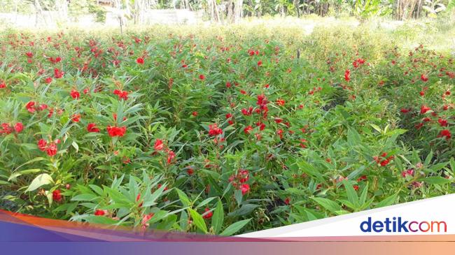Selain Sedap Malam Petani Pasuruan Juga Sukses Budidaya Pacar Air