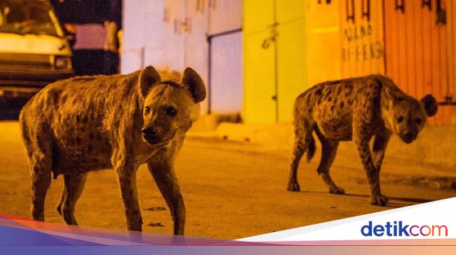 Tragis! Bocah 5 Tahun di Kenya Tewas Diserang Hyena