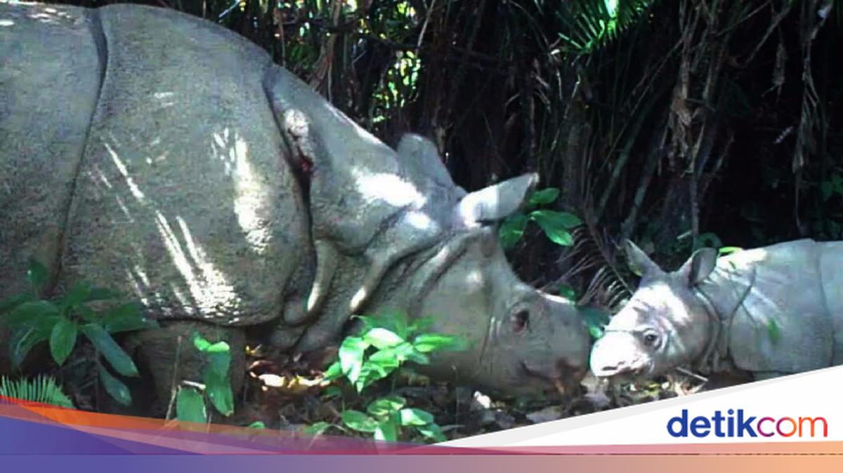 2 Tempat di RI Masuk Daftar Destinasi Wisata Satwa Liar Terbaik di Dunia