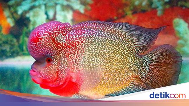 Mau Tahu Rasa Ikan Louhan Ini Kata Pria Yang Goreng Ikan Louhan Seharga Rp 9 Juta