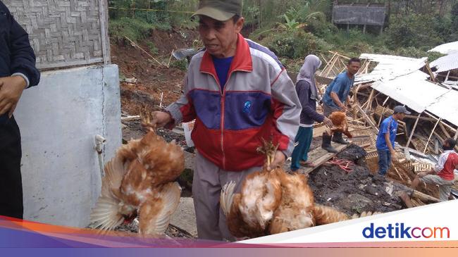 Peternakan Di Garut Tertimbun Longsor Ribuan Ayam Mati