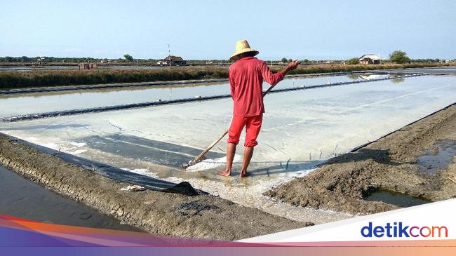 Susi Petani Senang Harga  Garam  Tinggi Hingga Bisa Beli Truk 