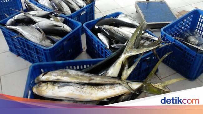 RI Budi Daya Tuna Pakai Teknologi Turki, Ini Lokasinya
