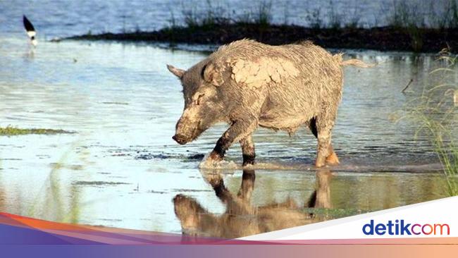 Klhk Ragukan Klaim Malaysia Soal Invasi Babi Hutan Ri Ke Malaka
