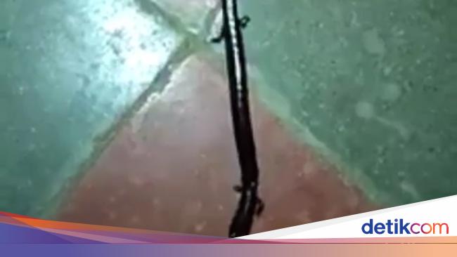 Hewan Mirip Ular Tapi Berkaki 4 Bikin Penasaran Ini Jawabannya
