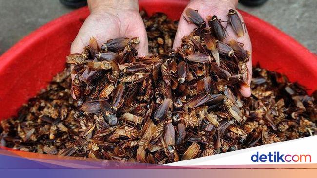 Jualan Kecoak Mahasiswa Ini Raup Rp 87 Jutaan Per Bulan