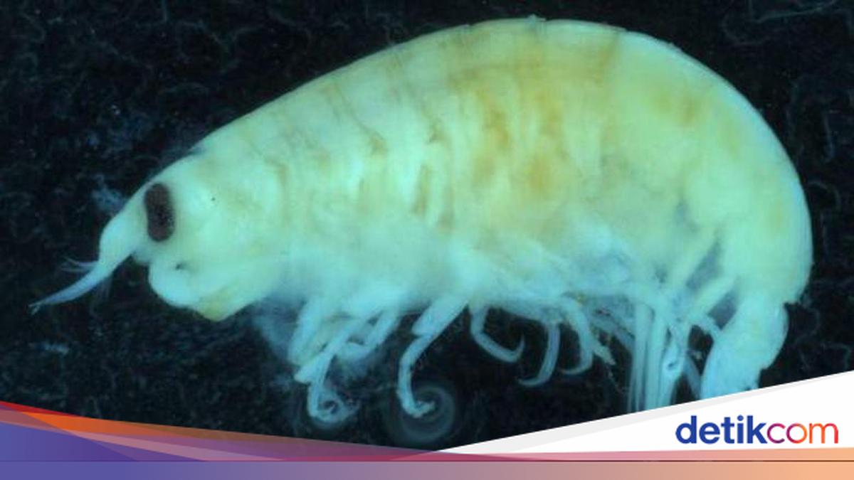Kutu Air Bisa Serap Polusi, Emang Boleh Seberguna Itu?