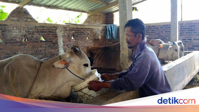 Jelang Idul Adha, Harga Sapi di Banjarnegara Naik