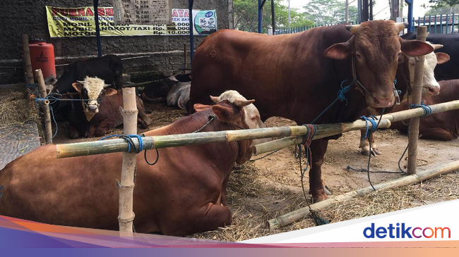 Sapi-sapi Super Montok untuk Idul Adha