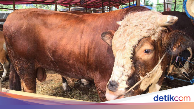 Sapi Kurban Hidup Lagi - XX Lebaran
