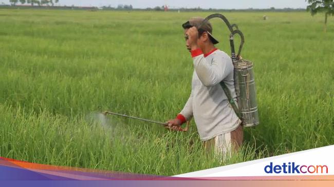 Pemkab Brebes Jadi Pengguna Pestisida Tertinggi Se Asean