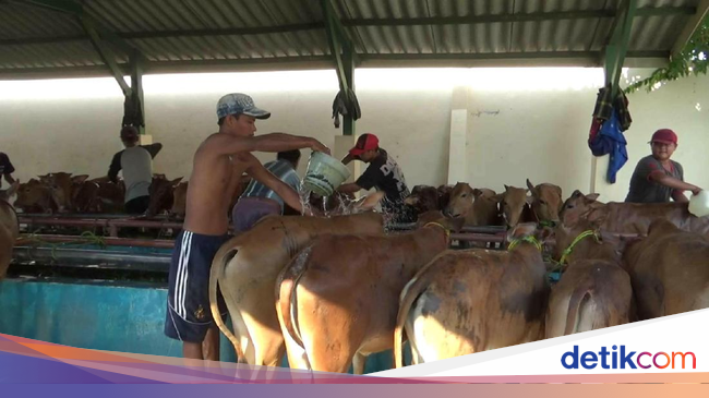 Gubernur Soekarwo Pastikan Tidak Ada Sapi Impor Masuk Jawa 