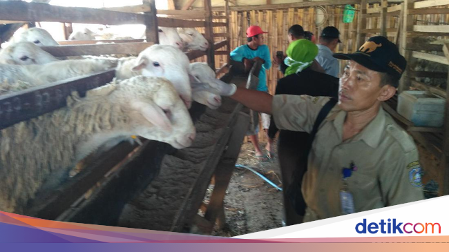 MUI: Penyembelih Hewan Kurban Tak Harus Laki-laki