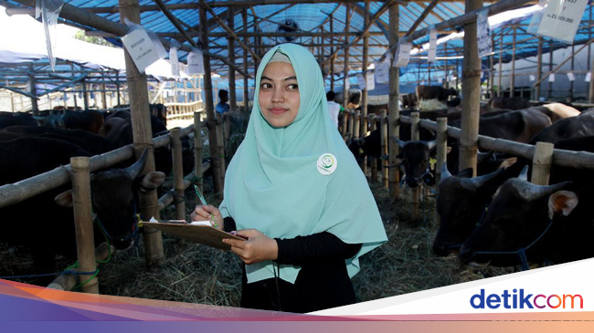 Foto: Adem Banget, SPG Hewan Kurban ini Tampil Berhijab