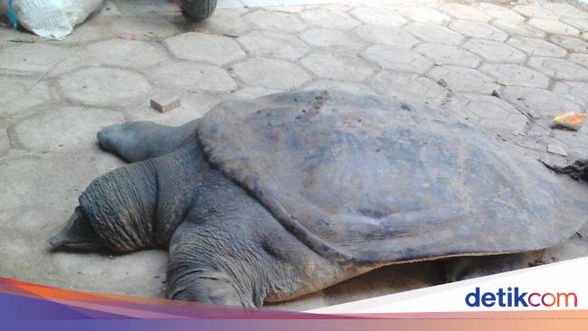 Kura Kura Penghuni Cisangkuy Yang Dimakan Warga Tidak Dilindungi