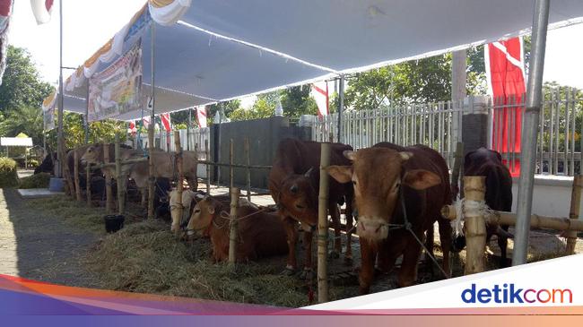 Sebelum Menyembelih Perhatikan Kesejahteraan Hewan Kurban