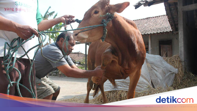 Yasmudi, Pemijat Sapi dari Magelang