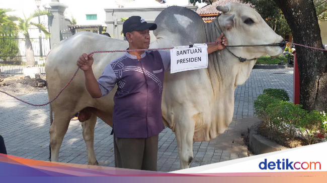 Sapi Kurban Presiden Jokowi untuk Warga Pundong Bantul