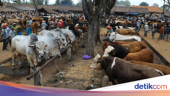 Harga Kambing Idul Adha 2018 - Halloween F