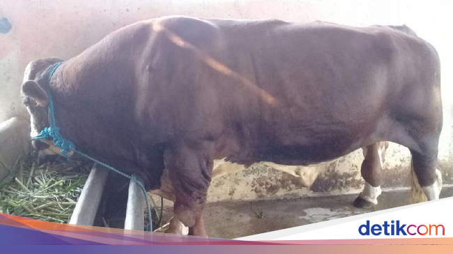 Gubernur Ganjar Berencana Kurban Sapi Seberat 1 Ton di Gubernur Ganjar Berencana Kurban Sapi Seberat 1 Ton di