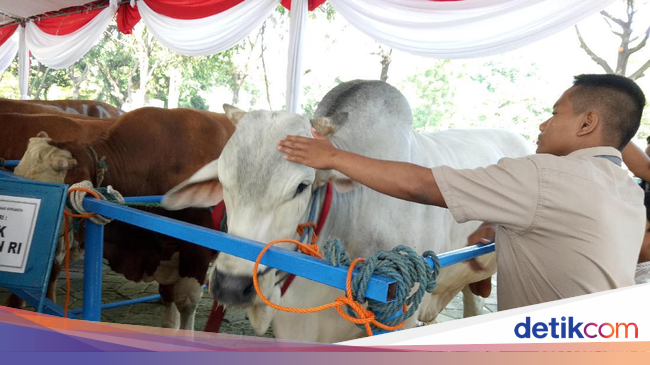 Jokowi Hingga Gubernur BI Berkurban Sapi 1 Ton, Berapa 