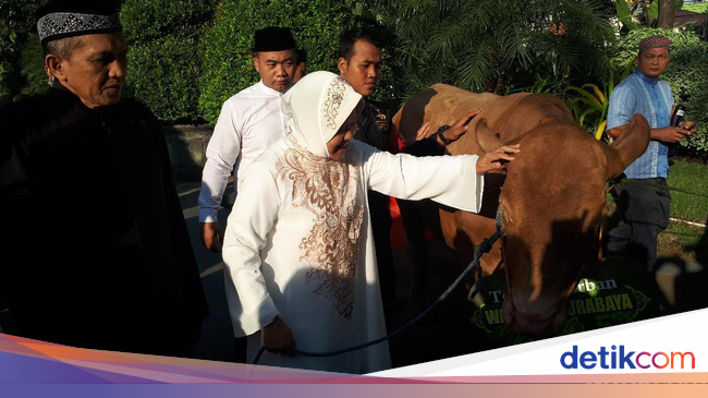 Ada-ada Saja, Wali Kota Risma Bisiki Sapi Kurban agar Tak 