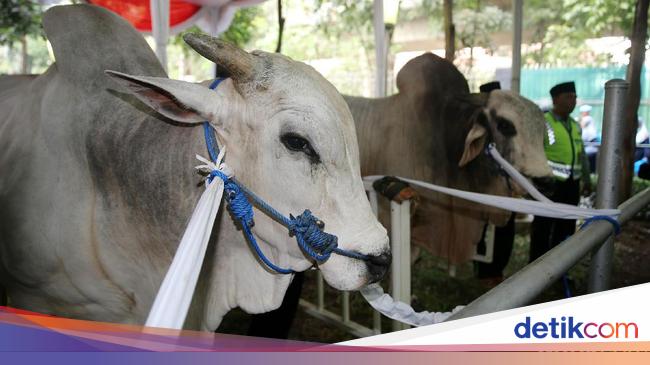 Cara Ikut Kurban di Masjid Istiqlal, Simak Ketentuannya